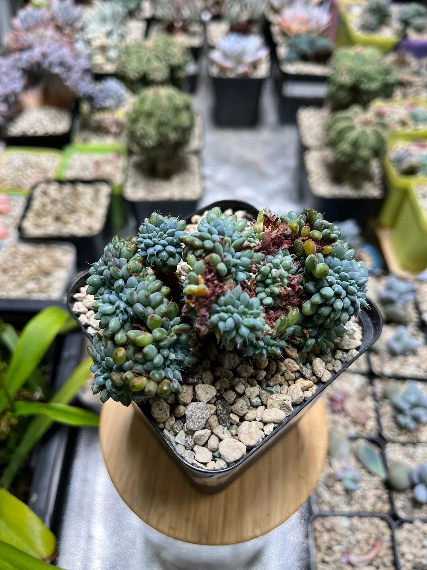 Graptopetalum, Cluster