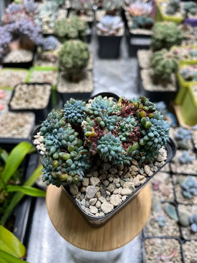 Graptopetalum, Cluster