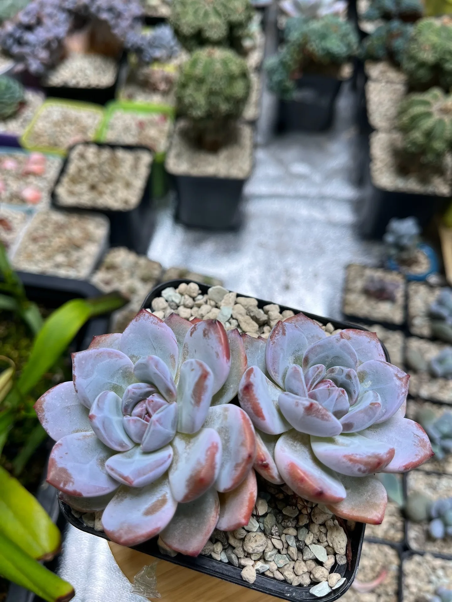 Echeverie, Doppelrosette