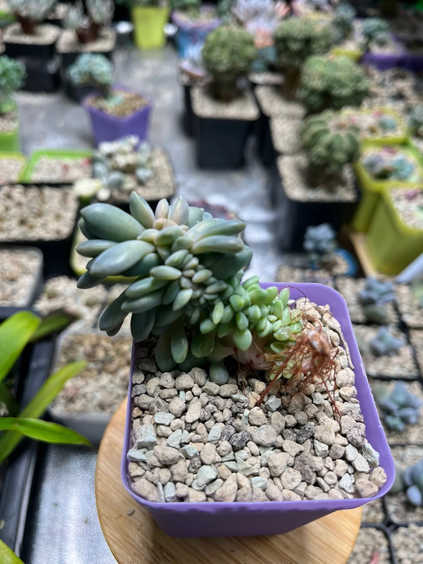 Pachyphytum