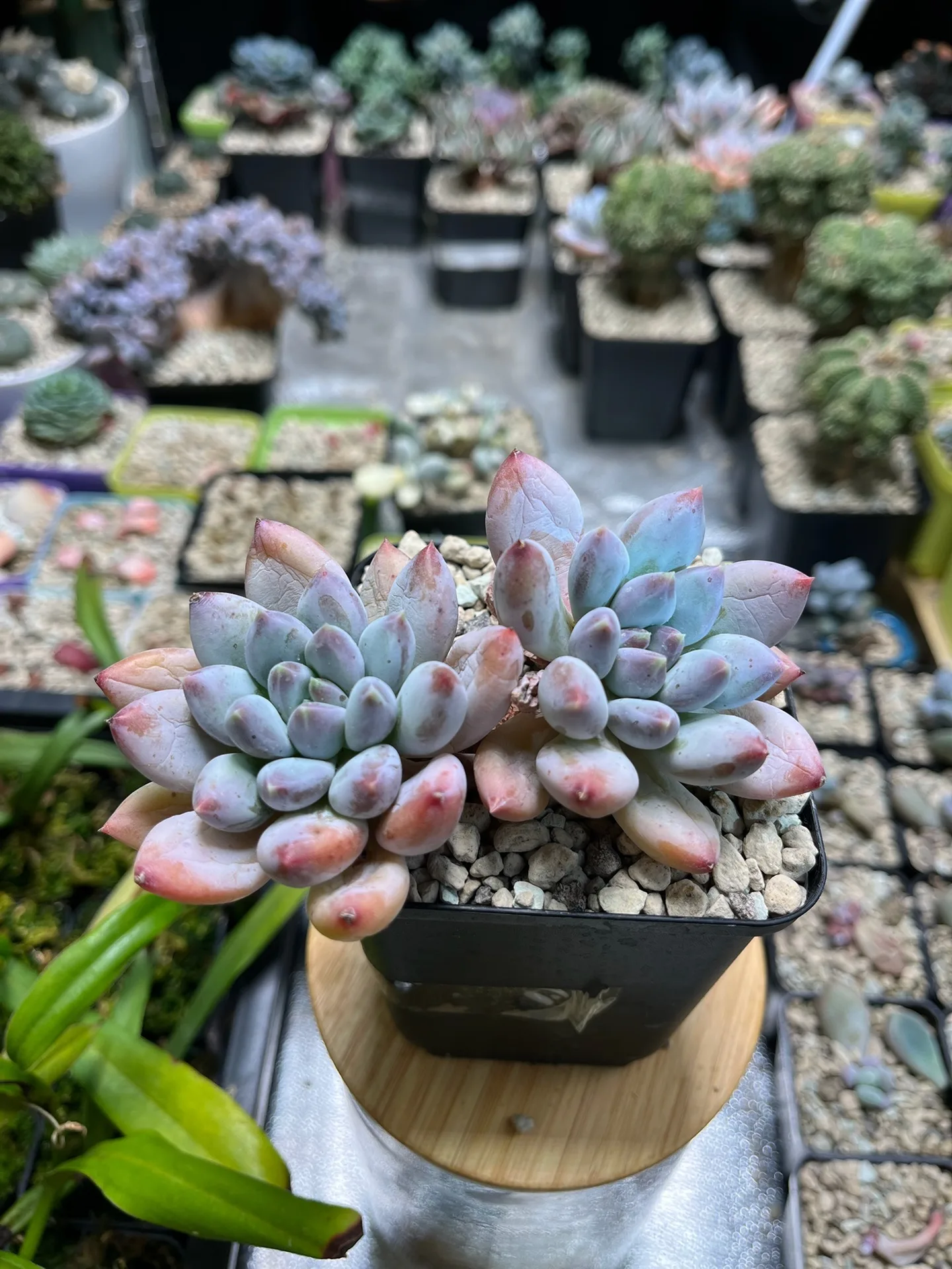 Graptoveria