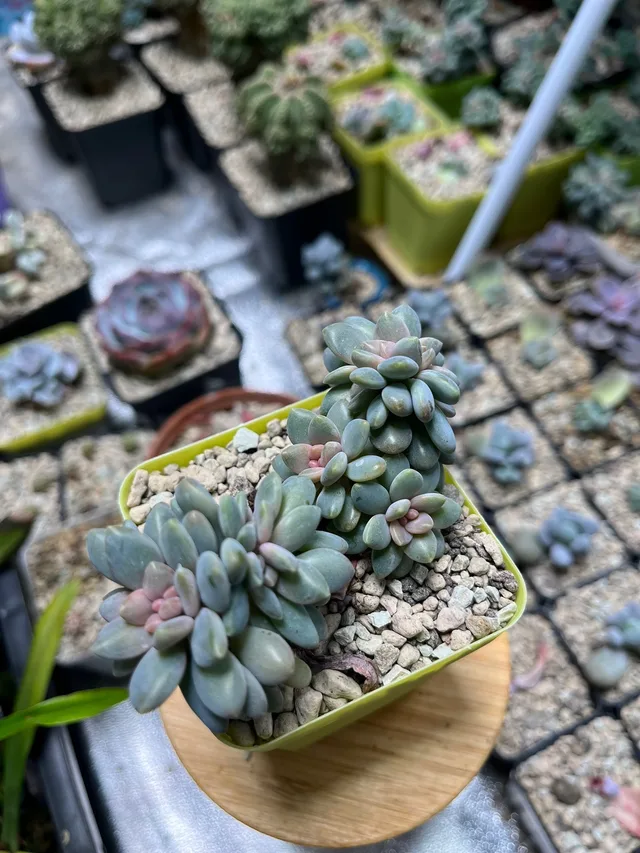 Pachyphytum