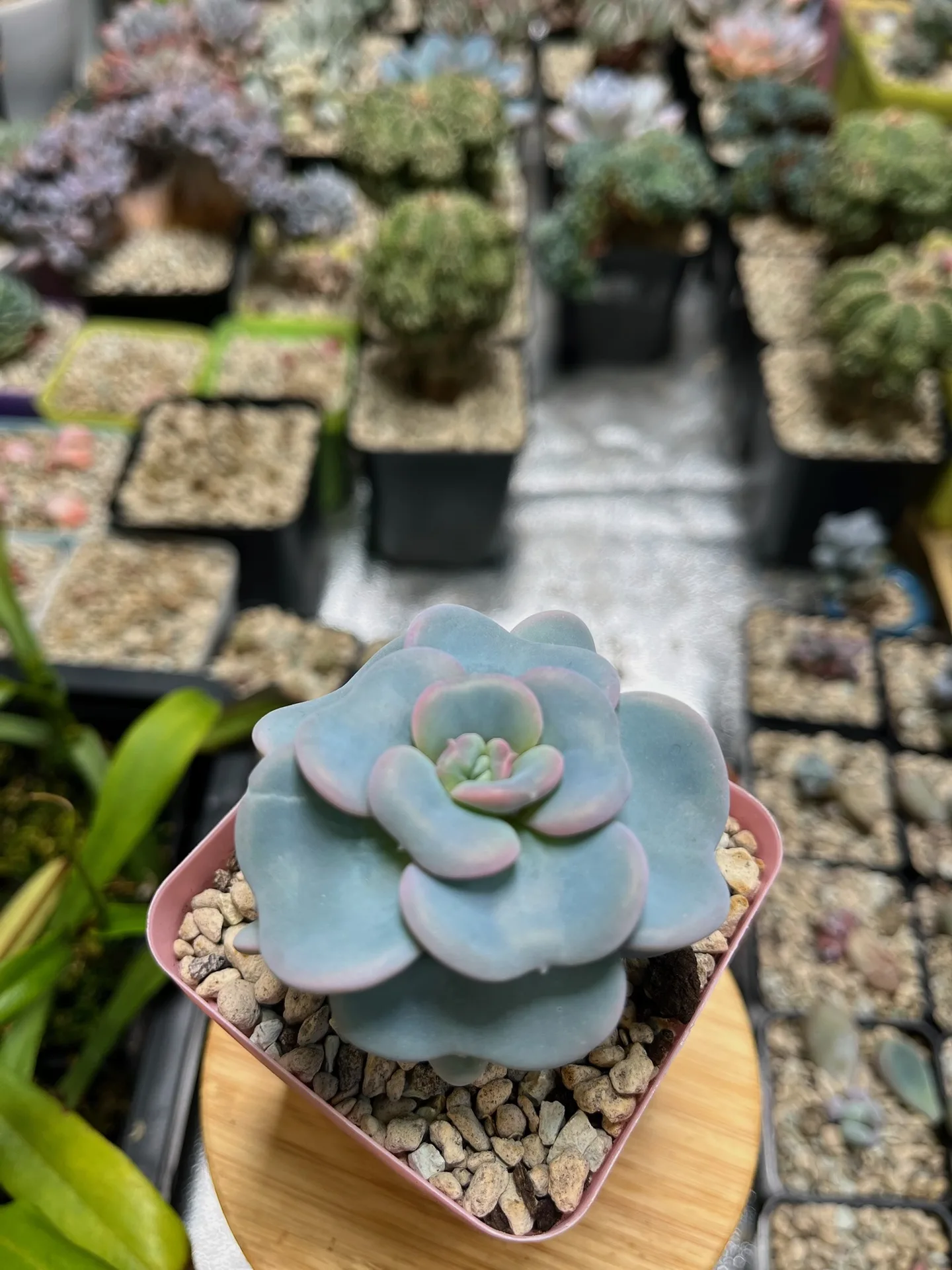 Echeveria Lovely Heart