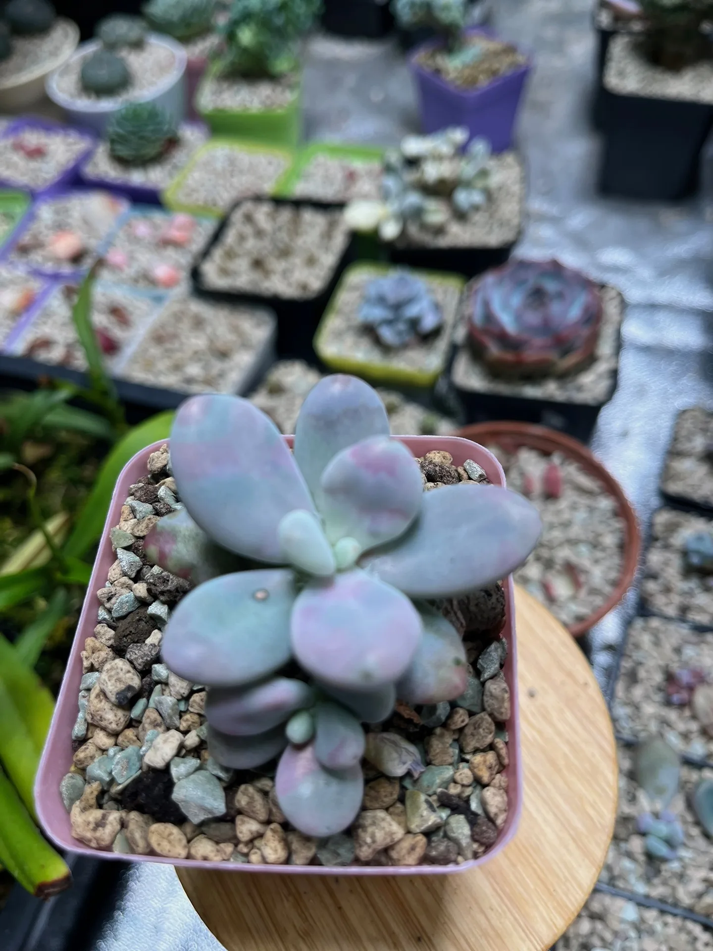 Graptopetalum