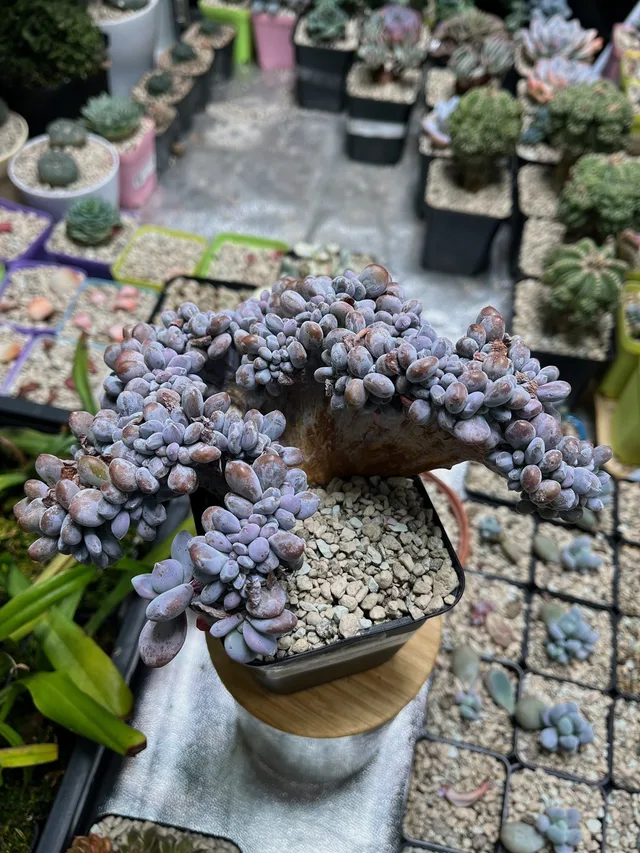 Kammform (Cristata)