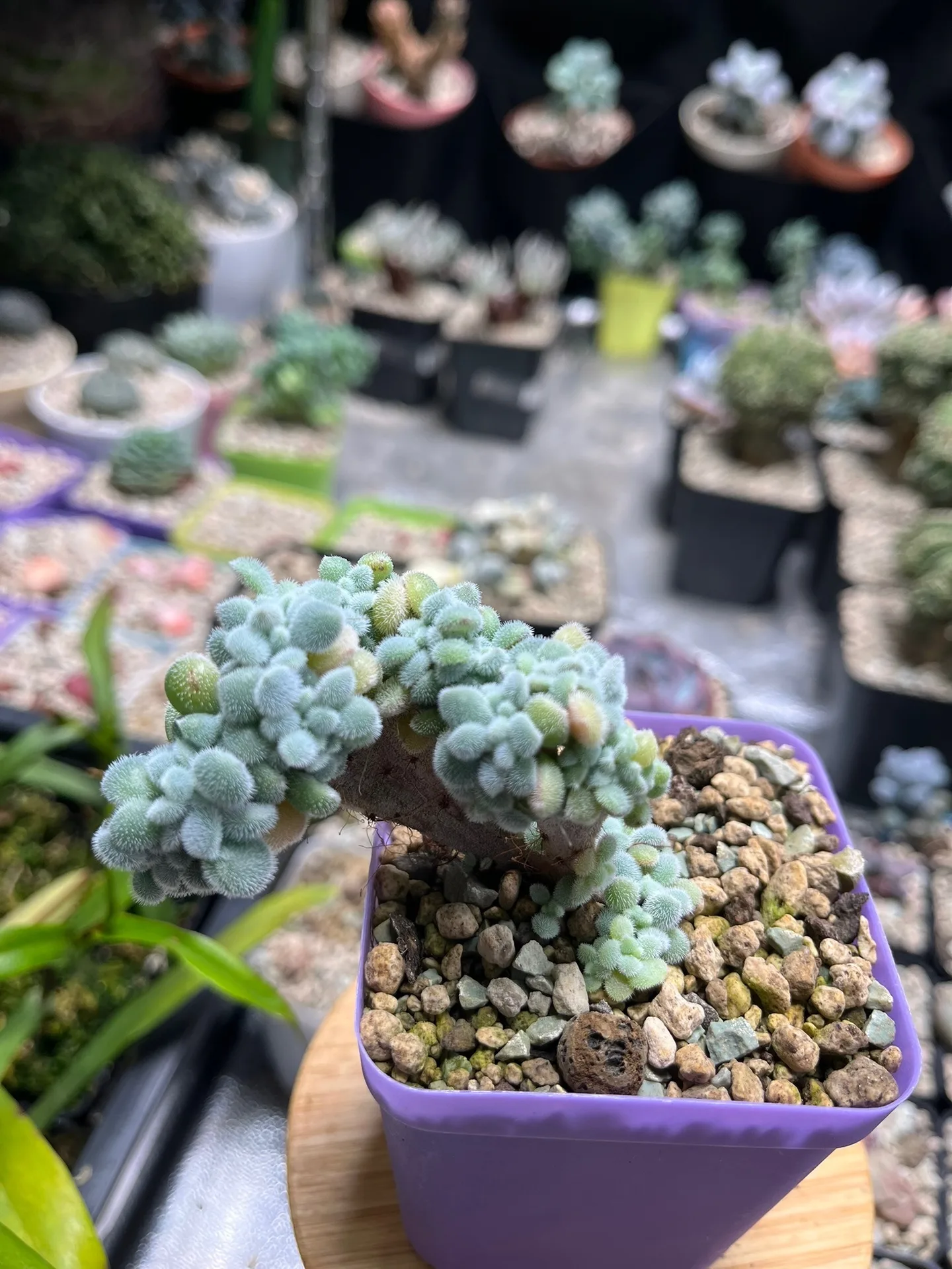 Pachyphytum