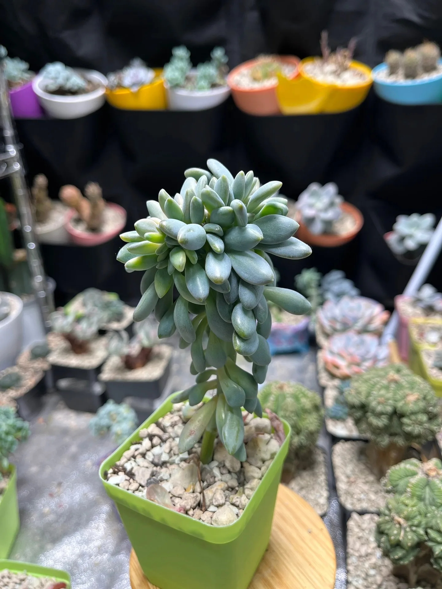 Pachyphytum