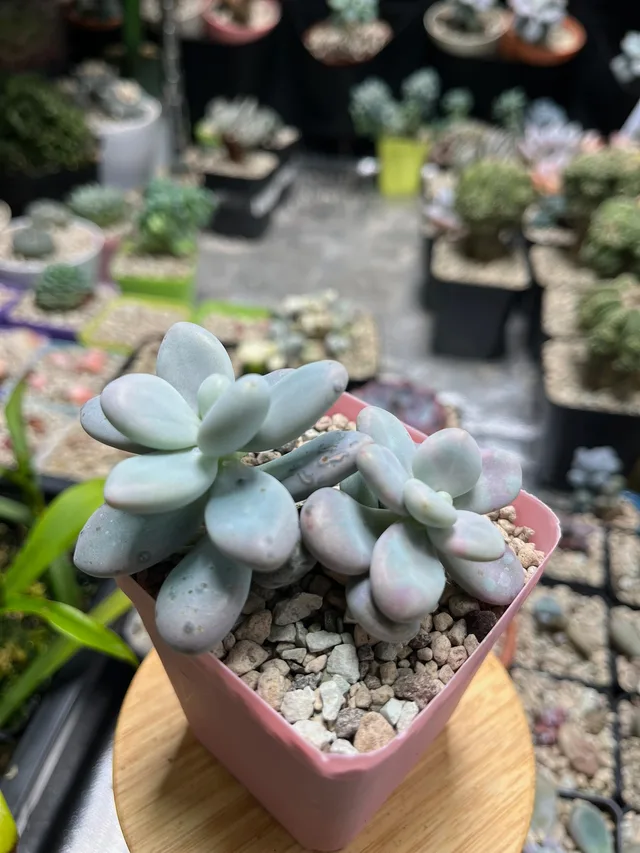 Graptopetalum