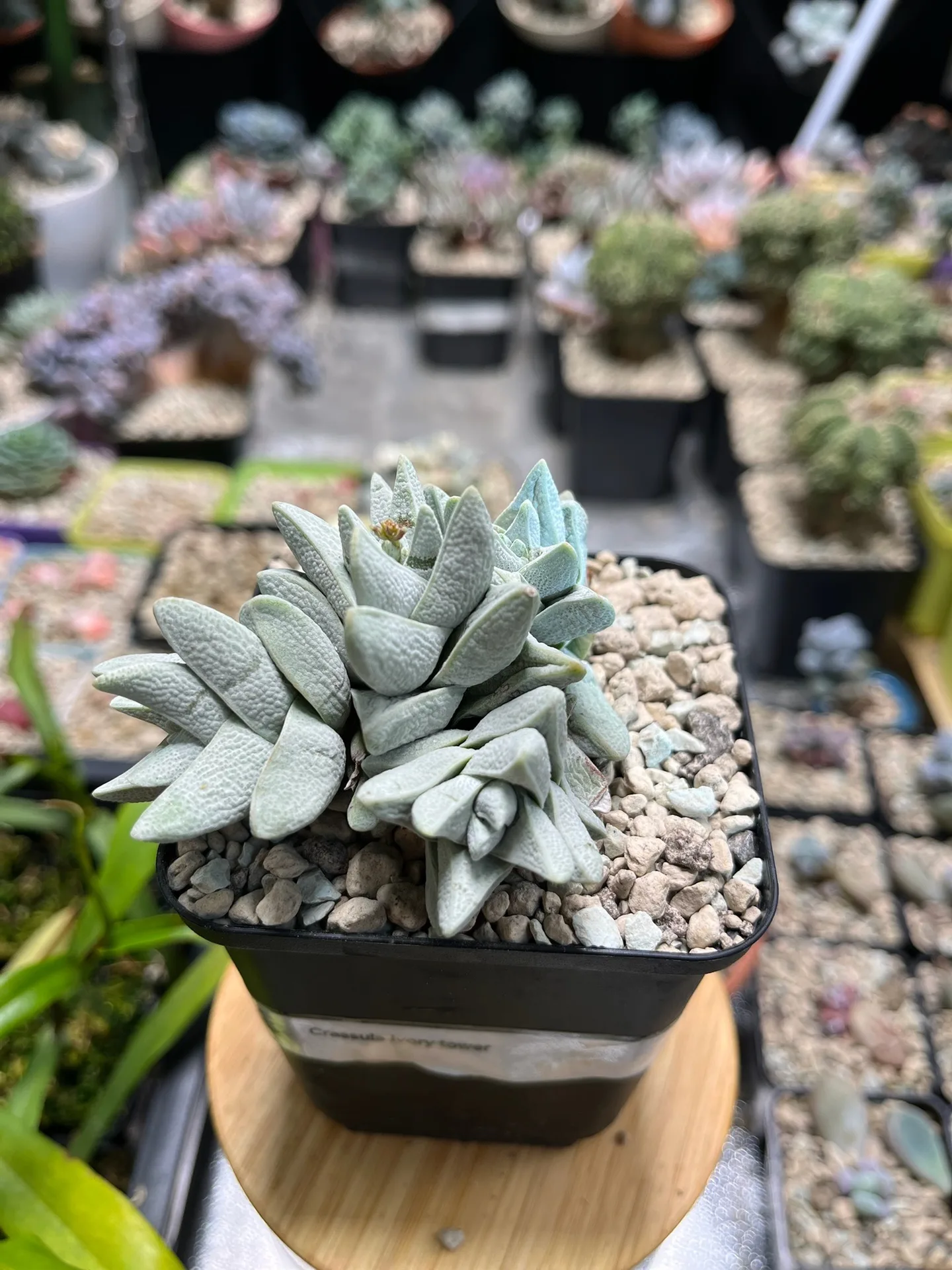 Crassula