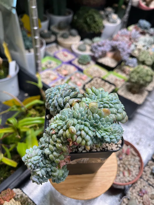 Kammform (Cristata)
